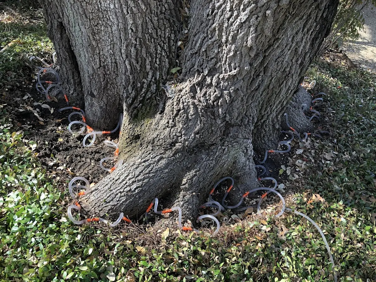 Detailed Tree Cabling and Bracing job site in Crayne