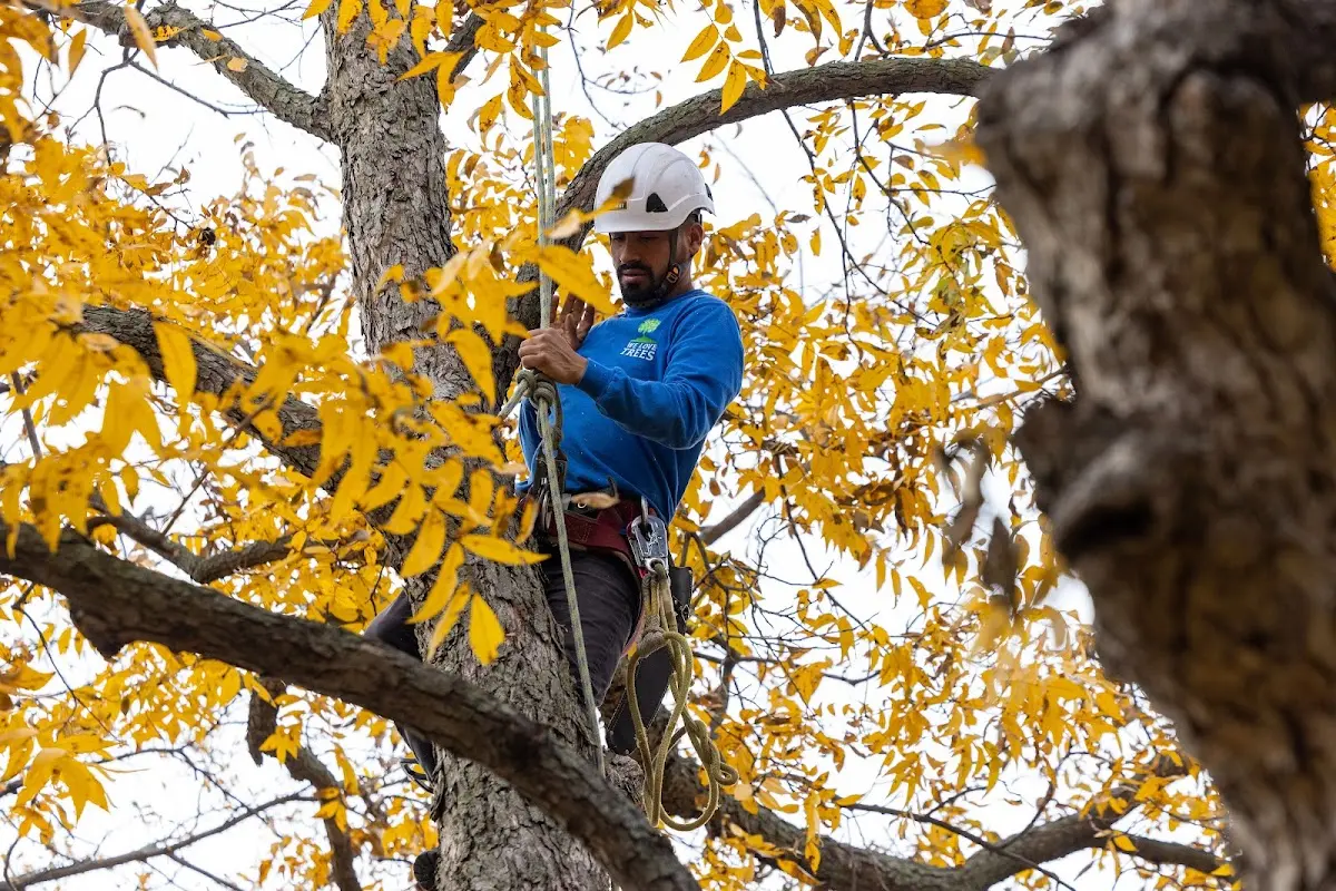 Skilled Tree Pruning crew working in Crayne